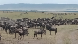 Kenya - Safari, rencontres, variété de parcs et de lodges